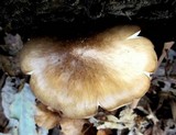 Pluteus petasatus image