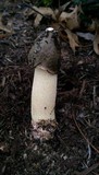 Phallus ravenelii image