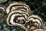 Poronidulus conchifer image