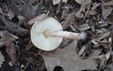 Lepiota subincarnata image