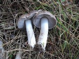 Tricholoma atrosquamosum image