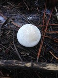 Clitopilus prunulus image