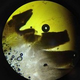 Clitopilus prunulus image