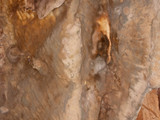 Serpula lacrymans image
