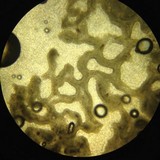 Rhizopogon occidentalis image