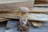 Tylopilus felleus image