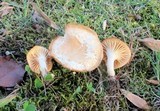Cuphophyllus pratensis image