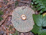 Lactarius rubrilacteus image