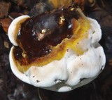 Ganoderma fornicatum image
