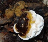 Ganoderma fornicatum image