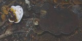 Ganoderma fornicatum image