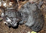 Ganoderma fornicatum image