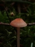 Atheniella adonis image