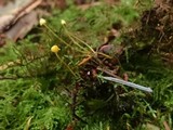 Mycena oregonensis image