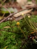 Mycena oregonensis image