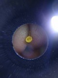 Mycena oregonensis image