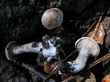 Clitopilus prunulus image