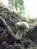 Clitopilus prunulus image