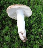 Russula grata image