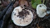 Lactarius vellereus image
