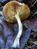 Pholiota angustipes image