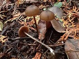 Entoloma hirtipes image