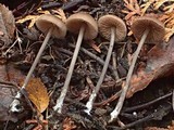 Entoloma hirtipes image
