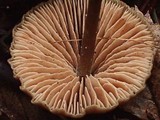 Entoloma hirtipes image