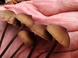 Entoloma hirtipes image