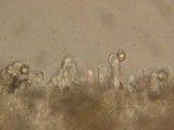 Entoloma hirtipes image