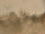 Entoloma hirtipes image