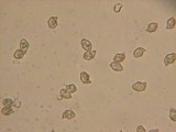 Entoloma hirtipes image