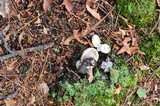 Boletus pallidus image