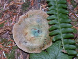 Lactarius rubrilacteus image