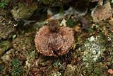 Coltricia montagnei var. greenei image