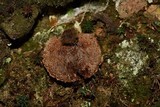 Coltricia montagnei var. greenei image