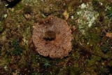 Coltricia montagnei var. greenei image
