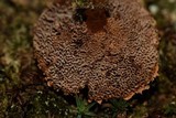 Coltricia montagnei var. greenei image