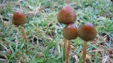 Psilocybe semilanceata image