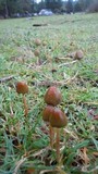 Psilocybe semilanceata image