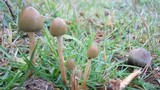 Psilocybe semilanceata image