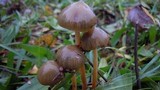Psilocybe semilanceata image