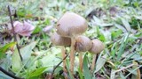 Psilocybe semilanceata image