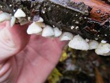 Crepidotus versutus image