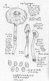 Cortinarius sertipes image