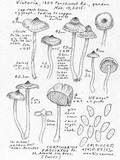 Cortinarius fulvescens image