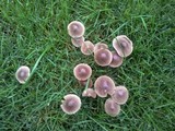 Mycena aetites image