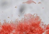Mycena aetites image