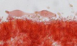 Mycena aetites image