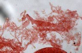 Mycena aetites image